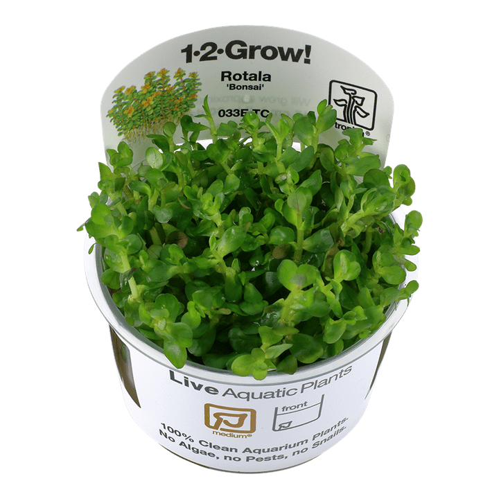 Természetes akváriumi növény Tropica Rotala indica 'Bonsai