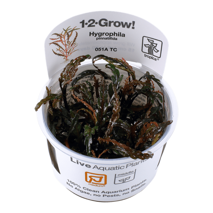 Tropica Természetes akváriumi növény, Hygrophila pinnatifida 5 cm