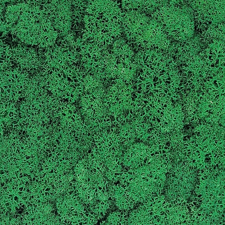 Licheni curatati, Premium, Verde 3, 500g, Moos Design