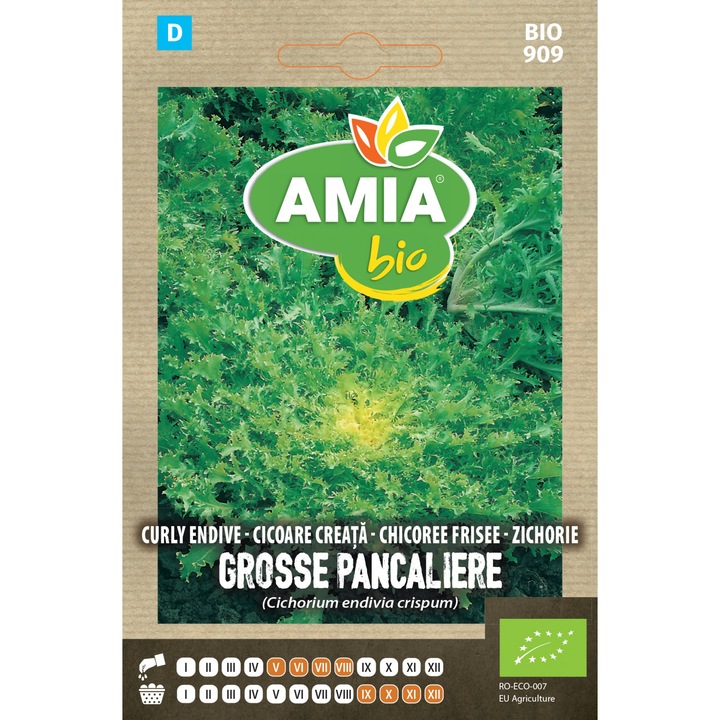 Seminte bio de cicoare creata Grosse Pancaliere Race Alba, 1 gram, AMIA