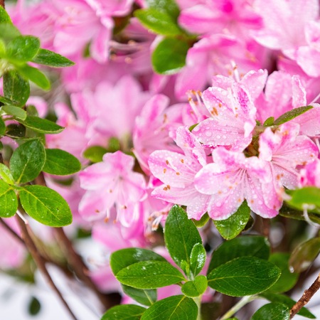 Planta naturala Azalea japonica var Kermesina Rose, decorativa de exterior,  in ghiveci C2, Ø 25/35 cm, H 35/45 cm, roz 