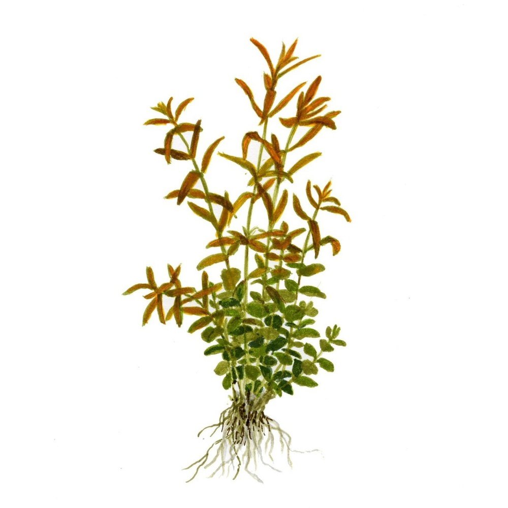 Planta de acvariu naturala, Rotala rotundifolia blister - eMAG.ro