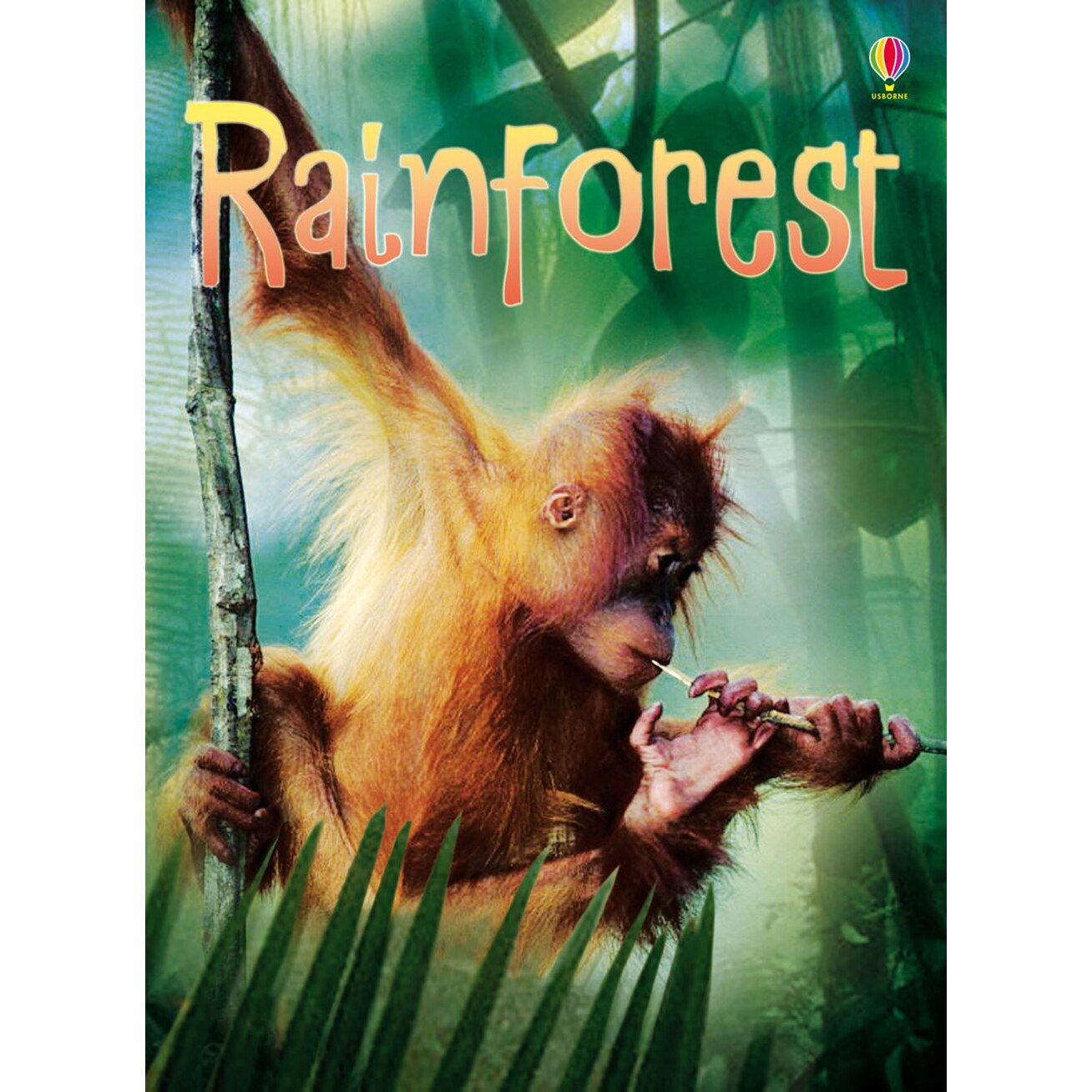 Beginners: Rainforests - Lucy Beckett-Bowman