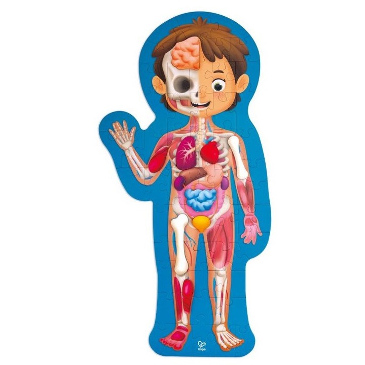 Fa puzzle, Hape, Emberi test, 60 db