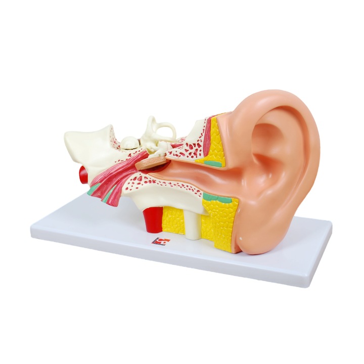 Ureche umana, Tickit, Multicolor