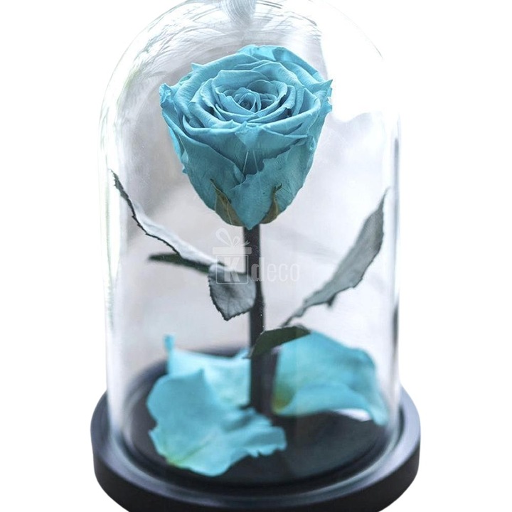 Trandafir criogenat XL turcoaz Ø 6,5 cm in cupola 12x25 cm
