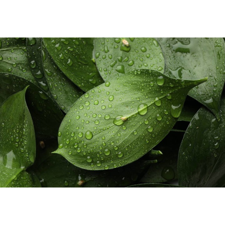 PVC öntapadó tapéta - Dew Drops On Leaves, 100 x 150 cm