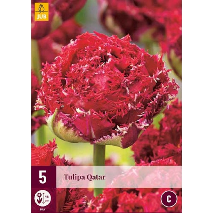 Hollandica, Tulipán Qatar, virághagymák, 5 darab - eMAG.hu