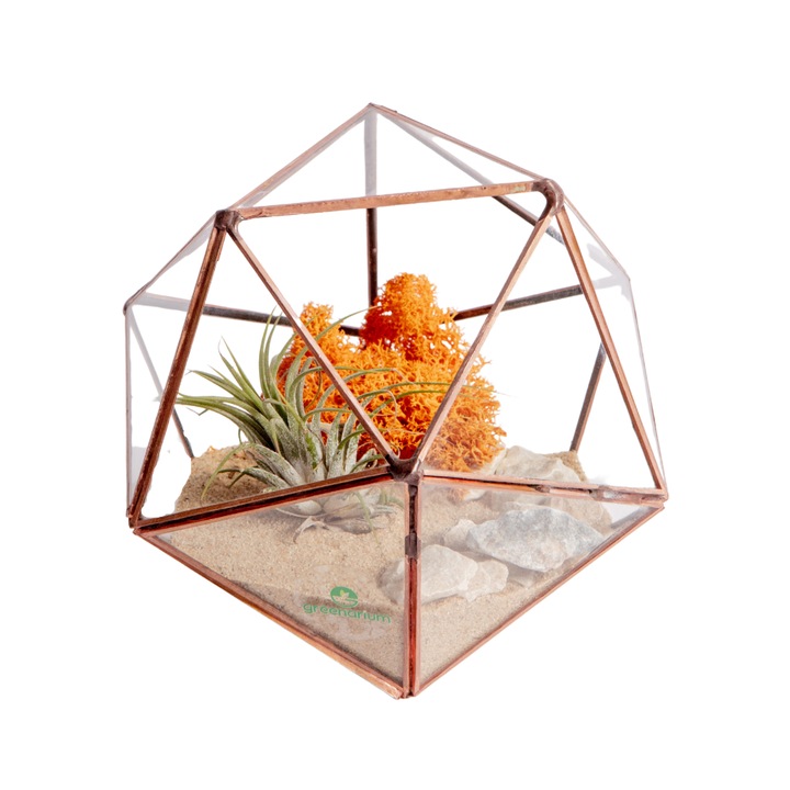 Terariu cu plante aeriene Greenarium, icosaedru mic, muchii cupru, 14 x 17 x 15 cm, o planta aeriana