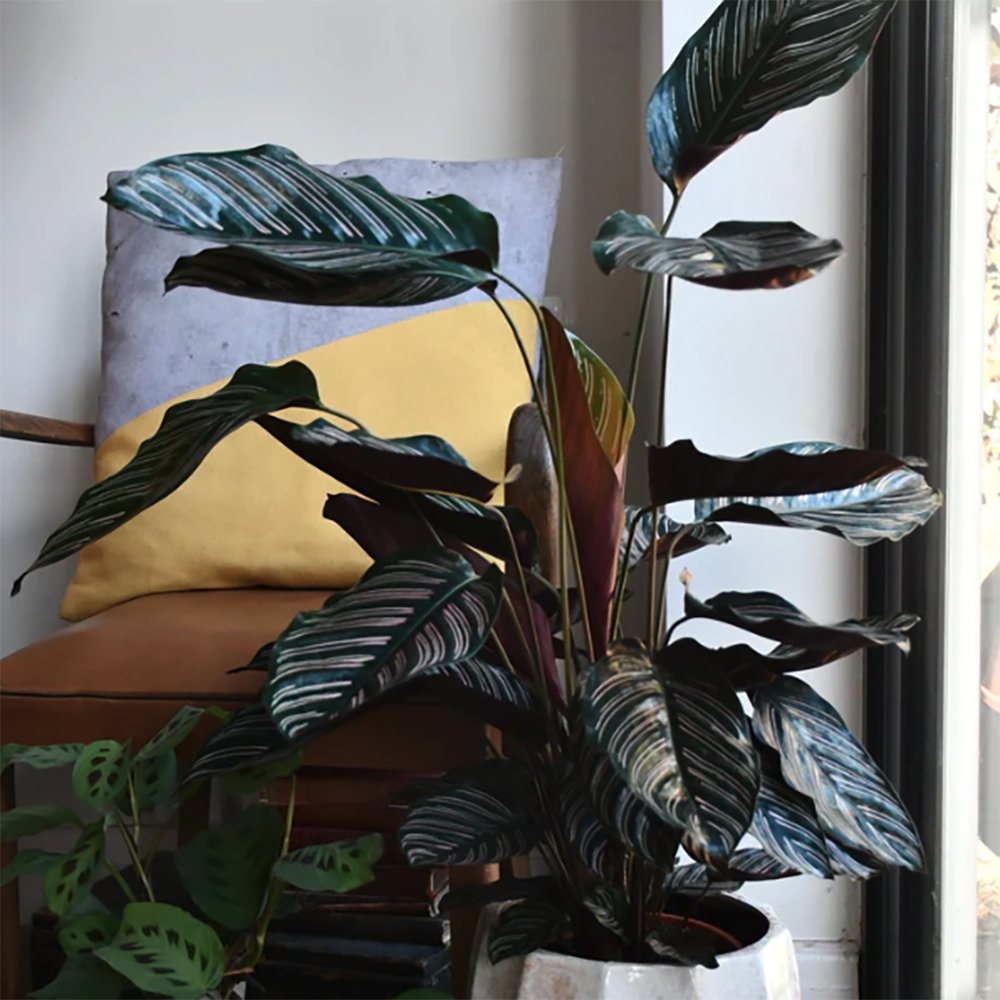 Planta care se roaga (Calathea Ornata) - 40 cm, Verdena - eMAG.ro