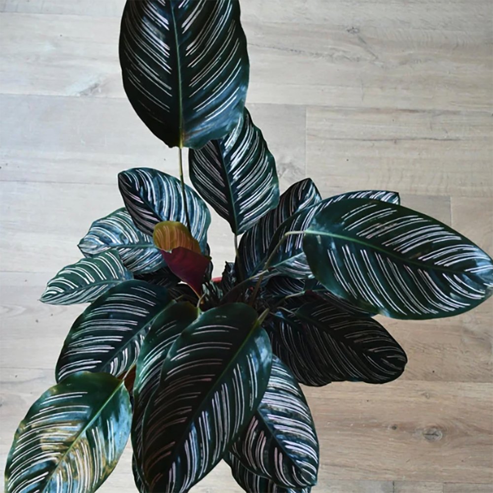 blauer farn zimmerpflanze Blaufarn 'Blue Star' - Phlebodium blue star