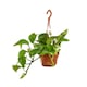 Planta curgatoare Epipremnum Aureum - 45 cm, Verdena
