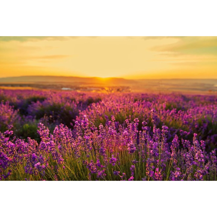 Öntapadó PVC tapéta - Levendula mező alkonyatkor, 100 x 150 cm