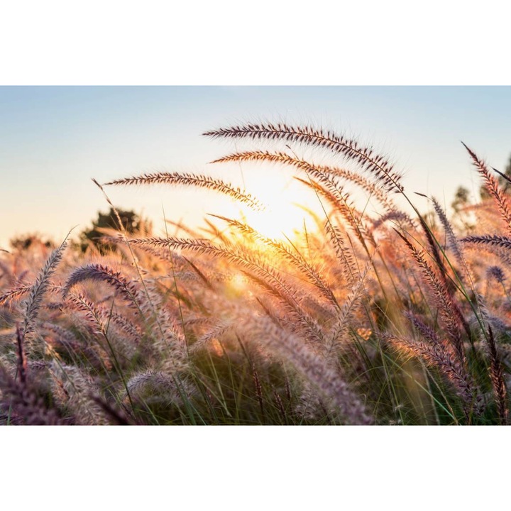 PVC öntapadó tapéta - Napkelte a búzakalászok között, 100 x 150 cm