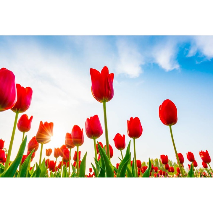 PVC öntapadós tapéta - Piros tulipánok a nyári napon, 100 x 150 cm