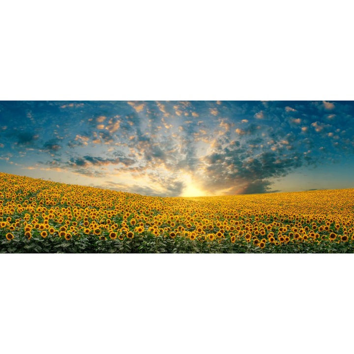 PVC öntapadó tapéta - Field Of Sunflowers At Sunset, 100 x 150 cm