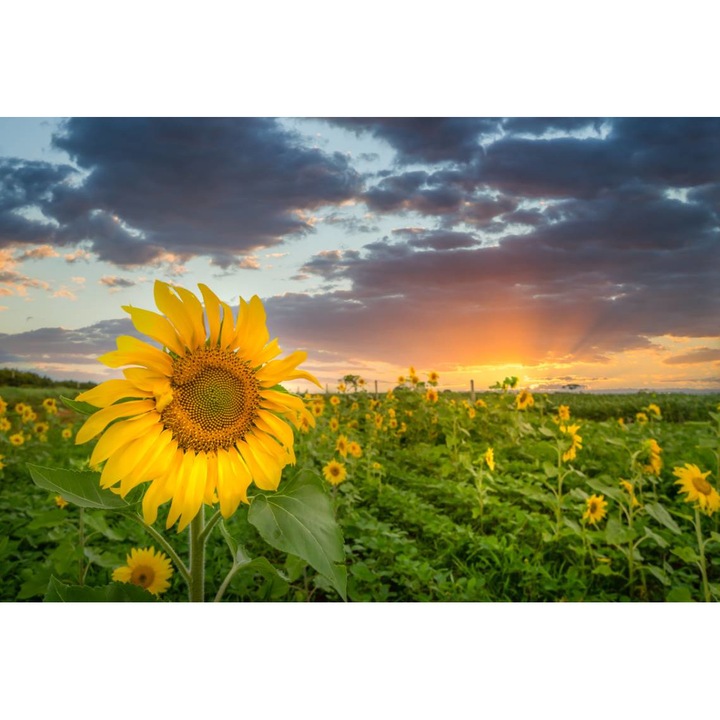 PVC öntapadó tapéta - Közeli napraforgóval, 100 x 150 cm