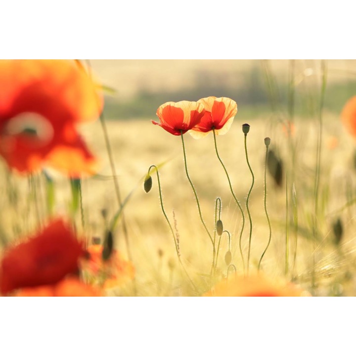 PVC öntapadós tapéta - Poppies In The Field, 100 x 150 cm