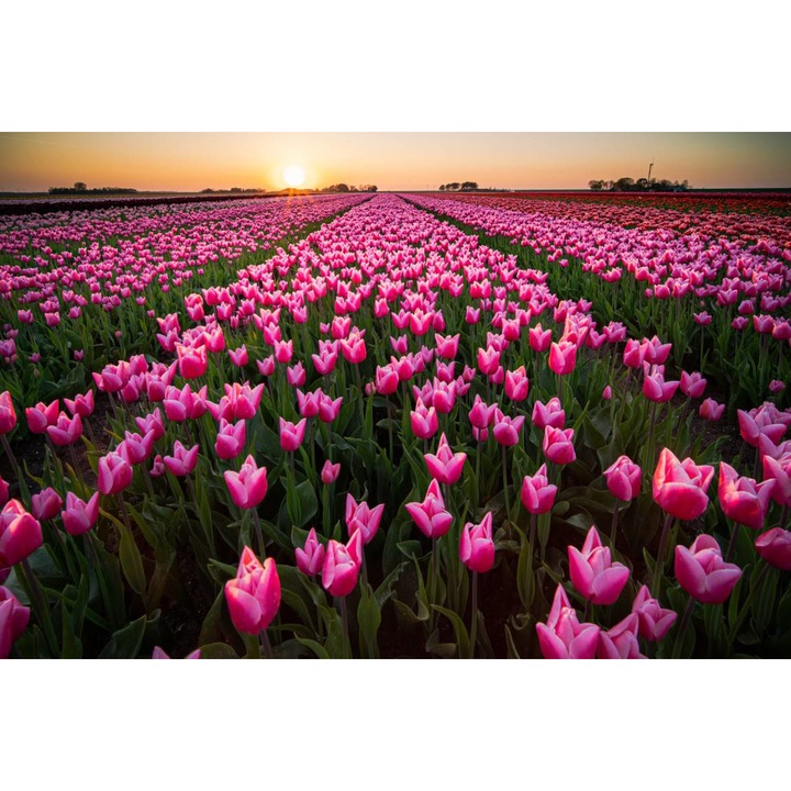 Tablou Canvas - Lalele La Apus, 75x50 cm