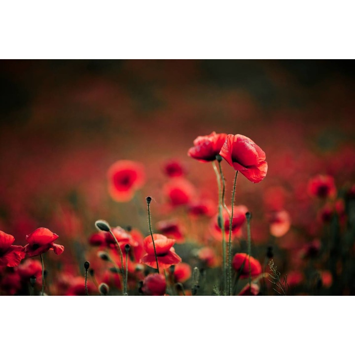 PVC öntapadós tapéta - Poppies In Summer, 100 x 150 cm