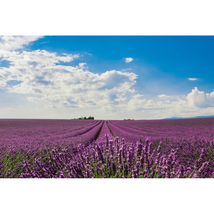 Tablou Canvas - Lavanda Mov Sub Cerul Albastru, 60x40 cm