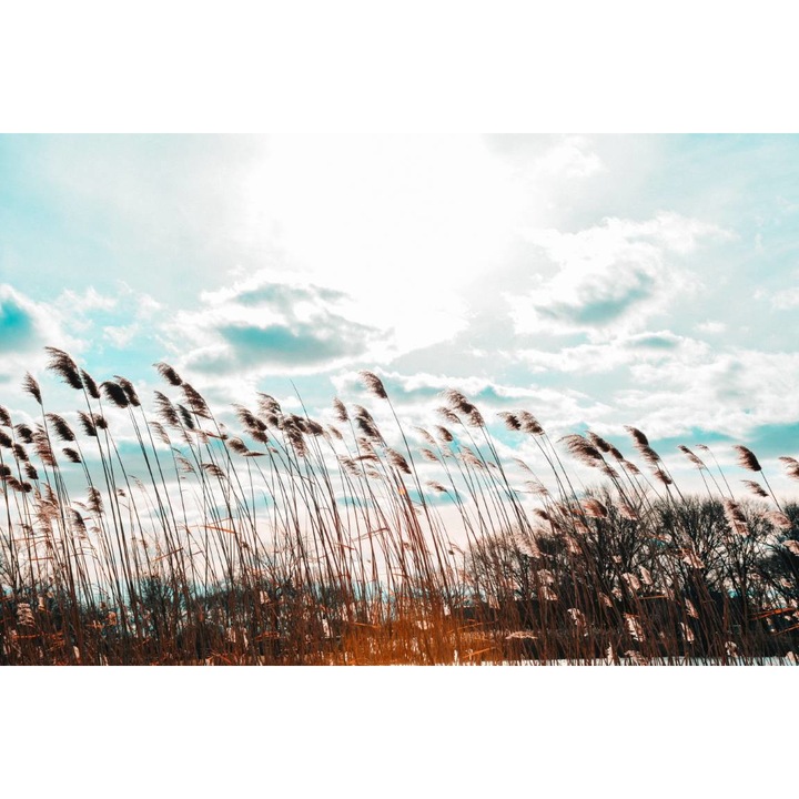 PVC öntapadó tapéta - The Wheat Field At Sunrise, 100 x 150 cm