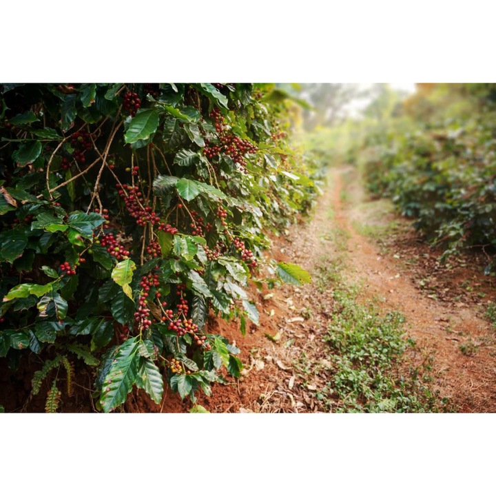 Öntapadó PVC tapéta - Coffee Tree, 100 x 150 cm