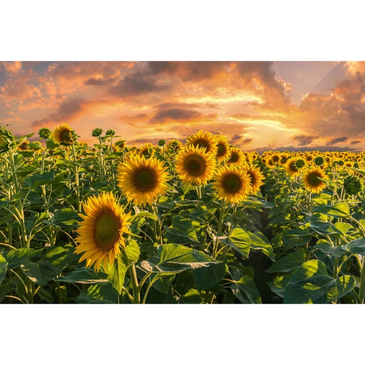PVC öntapadó tapéta - Field Of Sunflowers At Sunset, 100 x 150 cm
