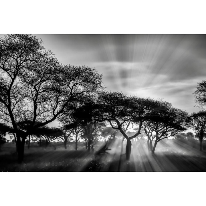 PVC öntapadó tapéta - Sunset among the Savannah Trees, 100 x 150 cm