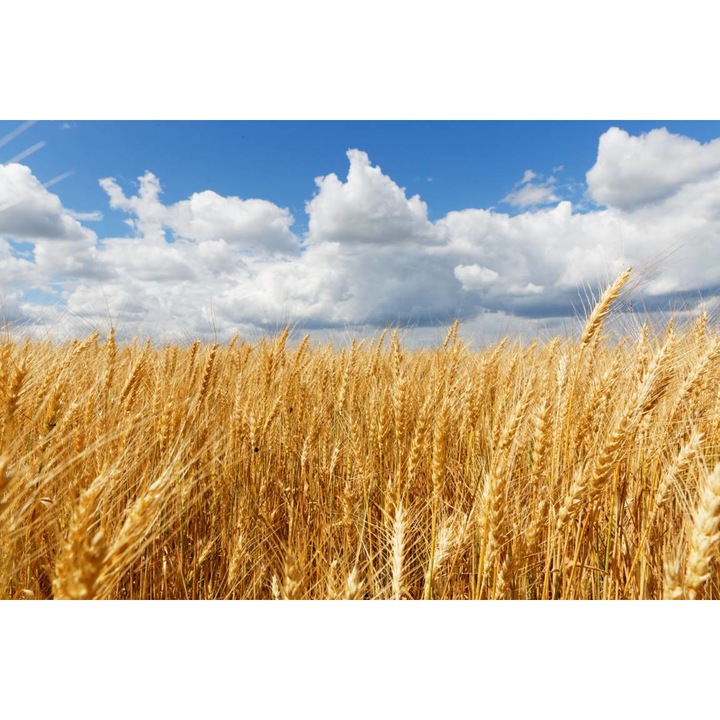 PVC öntapadó tapéta - Búzamező délben, 100 x 150 cm