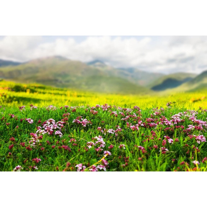 PVC öntapadó tapéta - Field Of Flowers In The Mountain, 100 x 150 cm