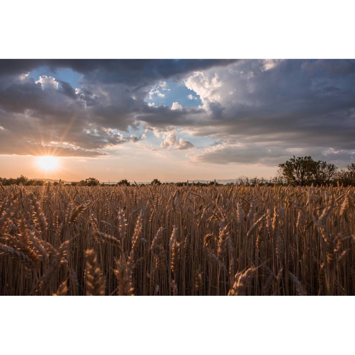 PVC öntapadós tapéta - Búzatábla lenyugvó napon, 100 x 150 cm