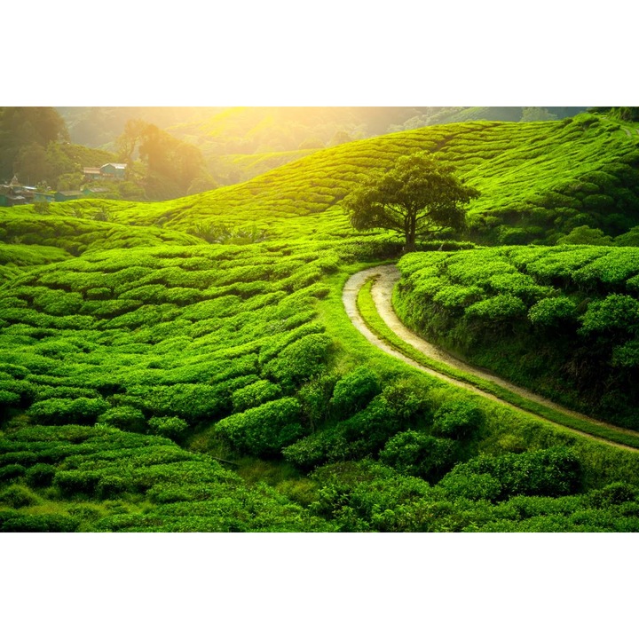 PVC öntapadó tapéta - The Tree From the Tea Plantation, 100 x 150 cm