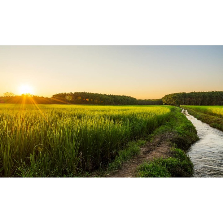 PVC öntapadó tapéta - Rice Field at Sunrise, 100 x 150 cm