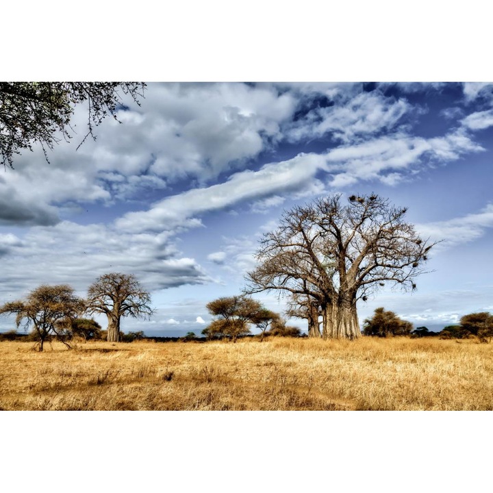 PVC öntapadó tapéta - Savannah Trees Under the Blue Sky, 100 x 150 cm