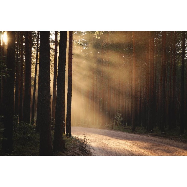 PVC öntapadó tapéta - Erdei út Naplementekor a Nap sugarai által megvilágított, 100 x 150 cm