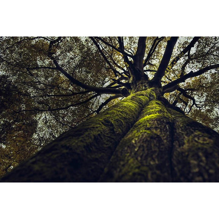 PVC öntapadó tapéta - A fa és az ég az ágak között, 100 x 150 cm