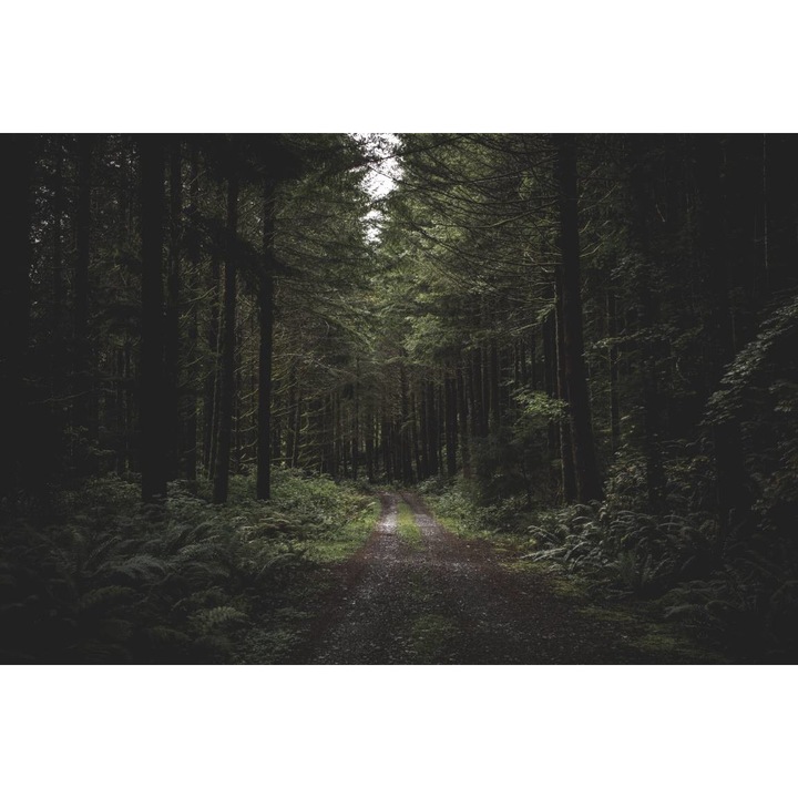 PVC öntapadó tapéta - The Muddy Road In The Dark Forest, 100 x 150 cm