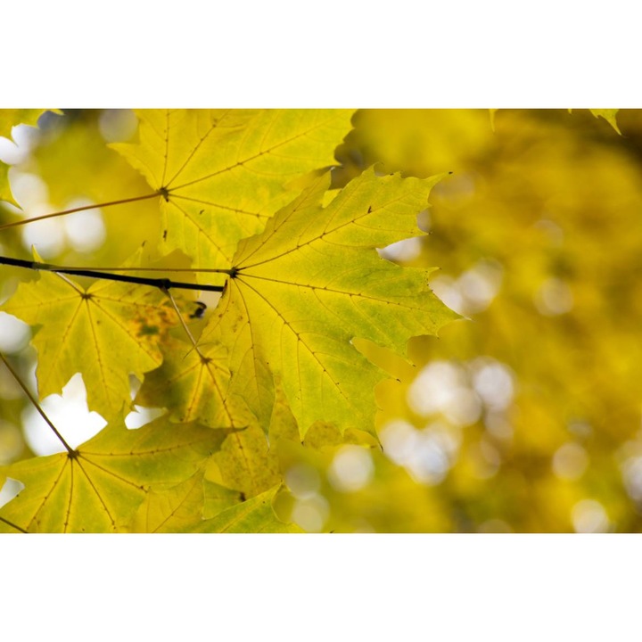 PVC öntapadó tapéta - Autumn Park Leaves, 100 x 150 cm