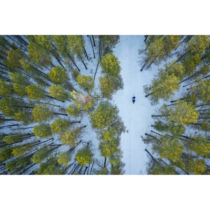PVC öntapadó tapéta - Walking Through the Snowy Forest, 100 x 150 cm