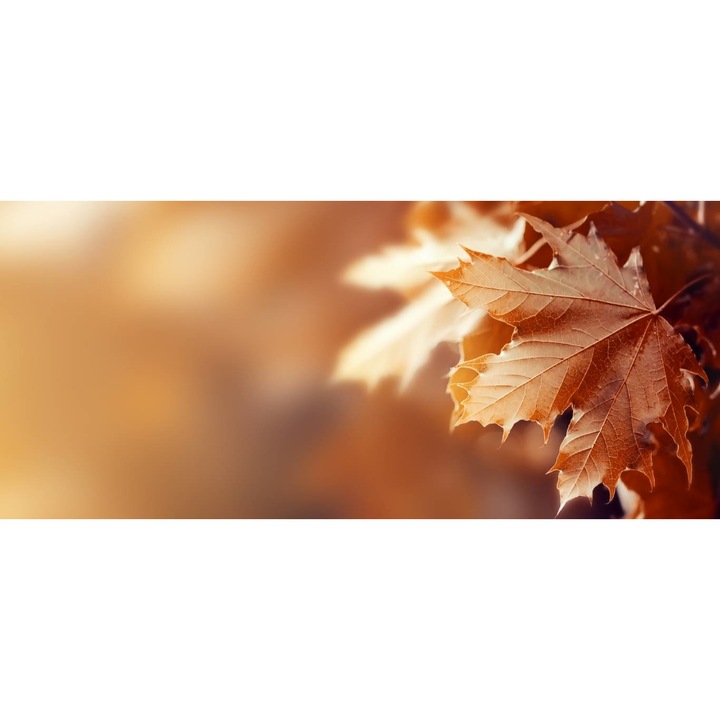 Öntapadó PVC tapéta - Őszi őszi levelek, 100 x 150 cm