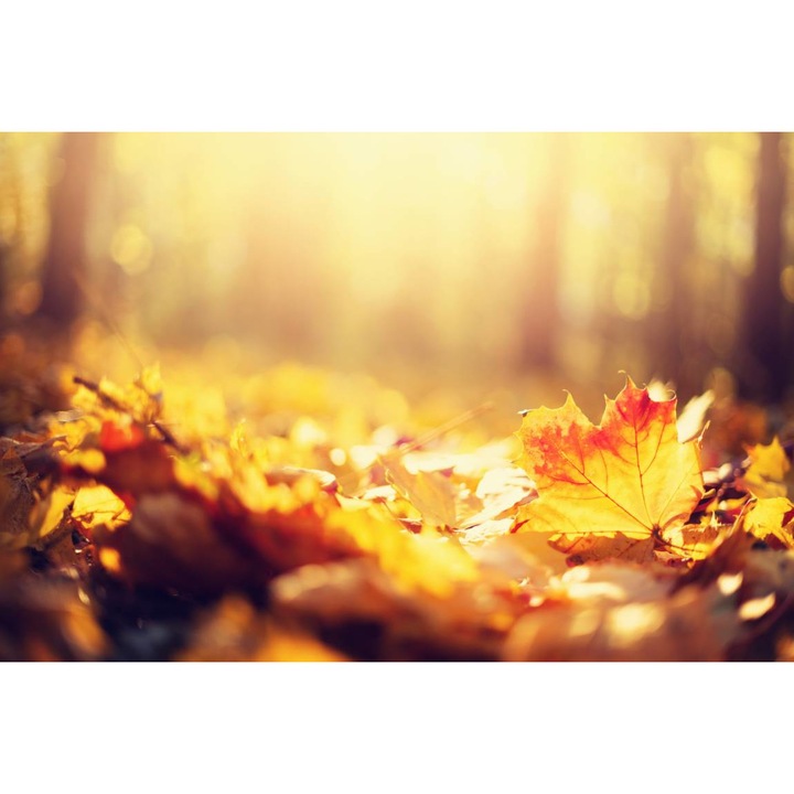 PVC öntapadó tapéta - Őszi levelek szőnyege, 100 x 150 cm