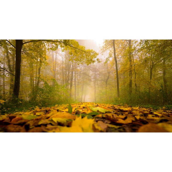 PVC öntapadó tapéta - Levelek és köd az erdőn keresztül, 100 x 150 cm