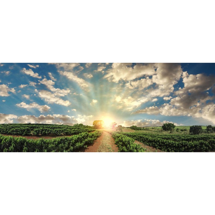 PVC öntapadó tapéta - Coffee Plantation at Sunrise, 100 x 150 cm