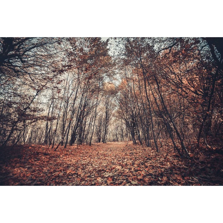 Öntapadó PVC tapéta - Rézerdő az ősz végén, 100 x 150 cm