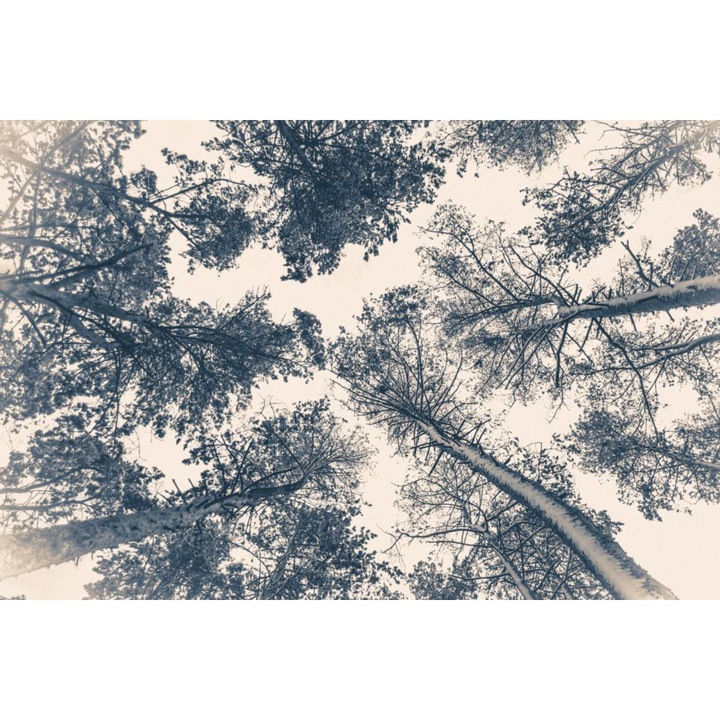 Öntapadó PVC tapéta - Fenyőerdő a tél közepén, 100 x 150 cm