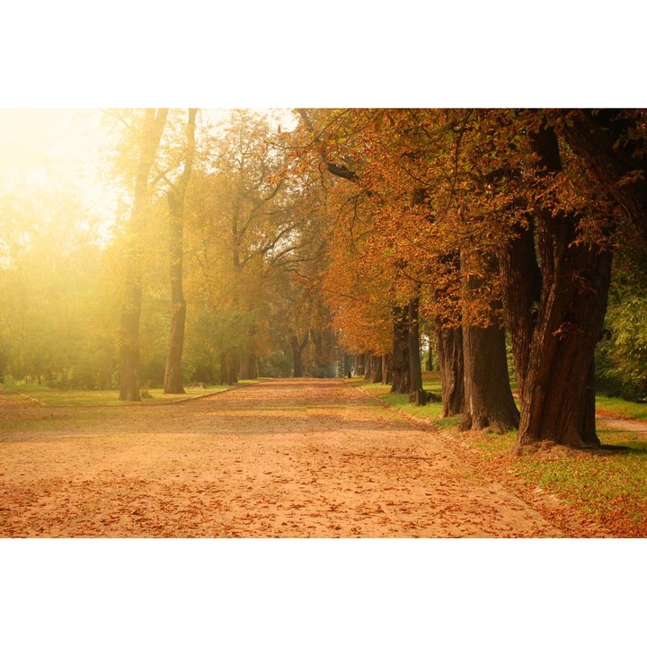 PVC öntapadó tapéta - Őszi erdő, 100 x 150 cm