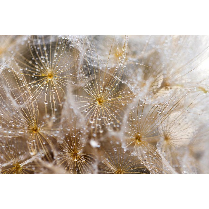 PVC öntapadós tapéta - Dandelions With Morning Dew, 100 x 150 cm