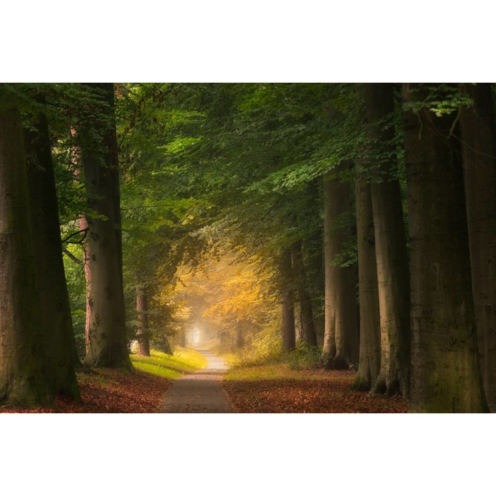 PVC öntapadó tapéta - Út a fordított fák között, 100 x 150 cm