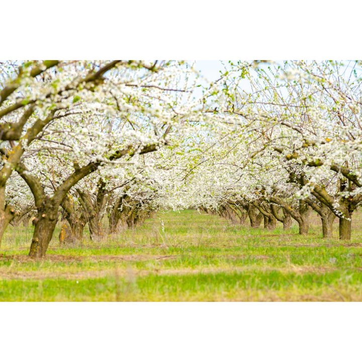 PVC öntapadó tapéta - Virágzó fák közt, 100 x 150 cm